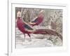 Gold Pheasant-Wilhelm Kuhnert-Framed Giclee Print