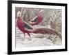 Gold Pheasant-Wilhelm Kuhnert-Framed Giclee Print