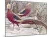 Gold Pheasant-Wilhelm Kuhnert-Mounted Giclee Print