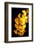 Gold Pieces Branch-Philippe Sainte-Laudy-Framed Photographic Print