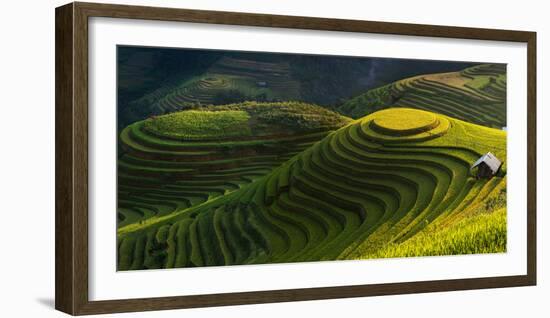 Gold Rice Terrace in Mu Cang Chai,Vietnam.-Jakkree Thampitakkull-Framed Photographic Print