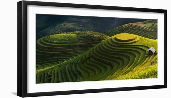 Gold Rice Terrace in Mu Cang Chai,Vietnam.-Jakkree Thampitakkull-Framed Photographic Print