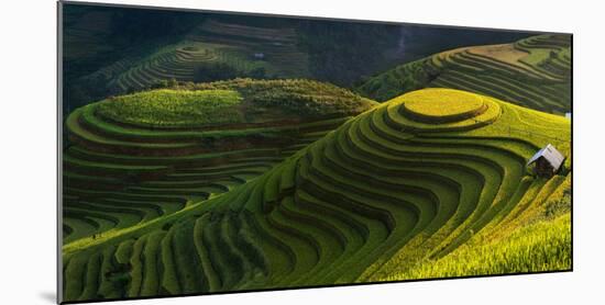 Gold Rice Terrace in Mu Cang Chai,Vietnam.-Jakkree Thampitakkull-Mounted Photographic Print