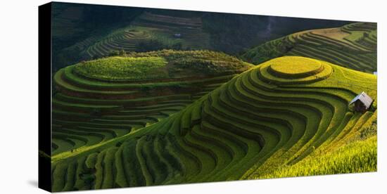 Gold Rice Terrace in Mu Cang Chai,Vietnam.-Jakkree Thampitakkull-Stretched Canvas