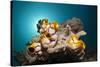 Gold-Sea Squirts in the Reef, Polycarpa Aurata, Ambon, the Moluccas, Indonesia-Reinhard Dirscherl-Stretched Canvas