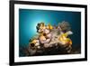 Gold-Sea Squirts in the Reef, Polycarpa Aurata, Ambon, the Moluccas, Indonesia-Reinhard Dirscherl-Framed Photographic Print