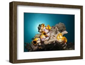 Gold-Sea Squirts in the Reef, Polycarpa Aurata, Ambon, the Moluccas, Indonesia-Reinhard Dirscherl-Framed Photographic Print