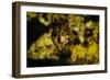 Gold Shadows-Gordon Semmens-Framed Photographic Print