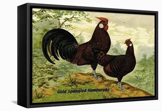 Gold Spangled Hamburghs-null-Framed Stretched Canvas