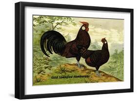 Gold Spangled Hamburghs-null-Framed Art Print