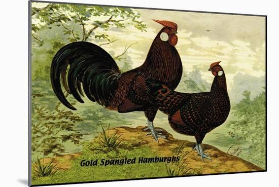 Gold Spangled Hamburghs-null-Mounted Art Print