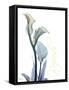 Gold Splash Calla Lily Refresh-Albert Koetsier-Framed Stretched Canvas