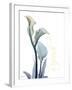 Gold Splash Calla Lily Refresh-Albert Koetsier-Framed Art Print