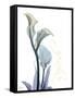 Gold Splash Calla Lily Refresh-Albert Koetsier-Framed Stretched Canvas