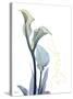 Gold Splash Calla Lily Refresh-Albert Koetsier-Stretched Canvas