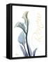 Gold Splash Calla Lily Renew-Albert Koetsier-Framed Stretched Canvas