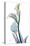 Gold Splash Calla Lily-Albert Koetsier-Stretched Canvas