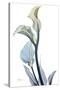 Gold Splash Calla Lily-Albert Koetsier-Stretched Canvas