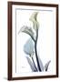 Gold Splash Calla Lily-Albert Koetsier-Framed Art Print