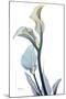 Gold Splash Calla Lily-Albert Koetsier-Mounted Art Print