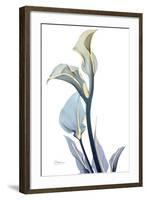 Gold Splash Calla Lily-Albert Koetsier-Framed Art Print