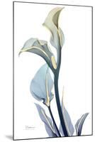 Gold Splash Calla Lily-Albert Koetsier-Mounted Art Print