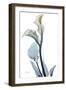 Gold Splash Calla Lily-Albert Koetsier-Framed Art Print