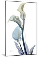 Gold Splash Calla Lily-Albert Koetsier-Mounted Art Print