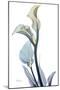 Gold Splash Calla Lily-Albert Koetsier-Mounted Art Print