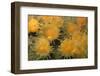 Gold Star Cup Coral (Balanophyllia regia)-D.P. Wilson-Framed Photographic Print