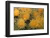 Gold Star Cup Coral (Balanophyllia regia)-D.P. Wilson-Framed Photographic Print