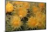 Gold Star Cup Coral (Balanophyllia regia)-D.P. Wilson-Mounted Photographic Print