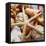 Gold Starfish I-Susan Bryant-Framed Stretched Canvas