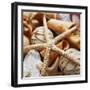 Gold Starfish I-Susan Bryant-Framed Photographic Print