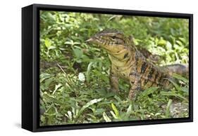 Gold Tegu Lizard Close Up of Head with Tongue Out-null-Framed Stretched Canvas