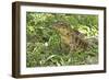 Gold Tegu Lizard Close Up of Head with Tongue Out-null-Framed Photographic Print