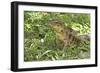 Gold Tegu Lizard Close Up of Head with Tongue Out-null-Framed Photographic Print