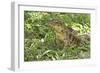 Gold Tegu Lizard Close Up of Head with Tongue Out-null-Framed Photographic Print