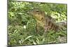 Gold Tegu Lizard Close Up of Head with Tongue Out-null-Mounted Photographic Print
