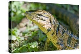 Gold Tegu Lizard Close Up of Head-null-Stretched Canvas