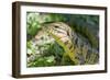 Gold Tegu Lizard Close Up of Head-null-Framed Photographic Print