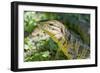 Gold Tegu Lizard Close Up of Head-null-Framed Photographic Print