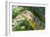 Gold Tegu Lizard Close Up of Head-null-Framed Photographic Print