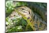 Gold Tegu Lizard Close Up of Head-null-Mounted Photographic Print