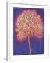 Gold Tree, 1997-Peter Davidson-Framed Giclee Print