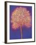 Gold Tree, 1997-Peter Davidson-Framed Giclee Print