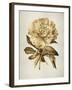 Gold Tulip II-Kate Bennett-Framed Art Print