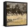Gold Winds Square I-Lanie Loreth-Framed Stretched Canvas