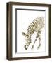 Gold Zebra-Patricia Pinto-Framed Art Print