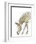 Gold Zebra-Patricia Pinto-Framed Art Print